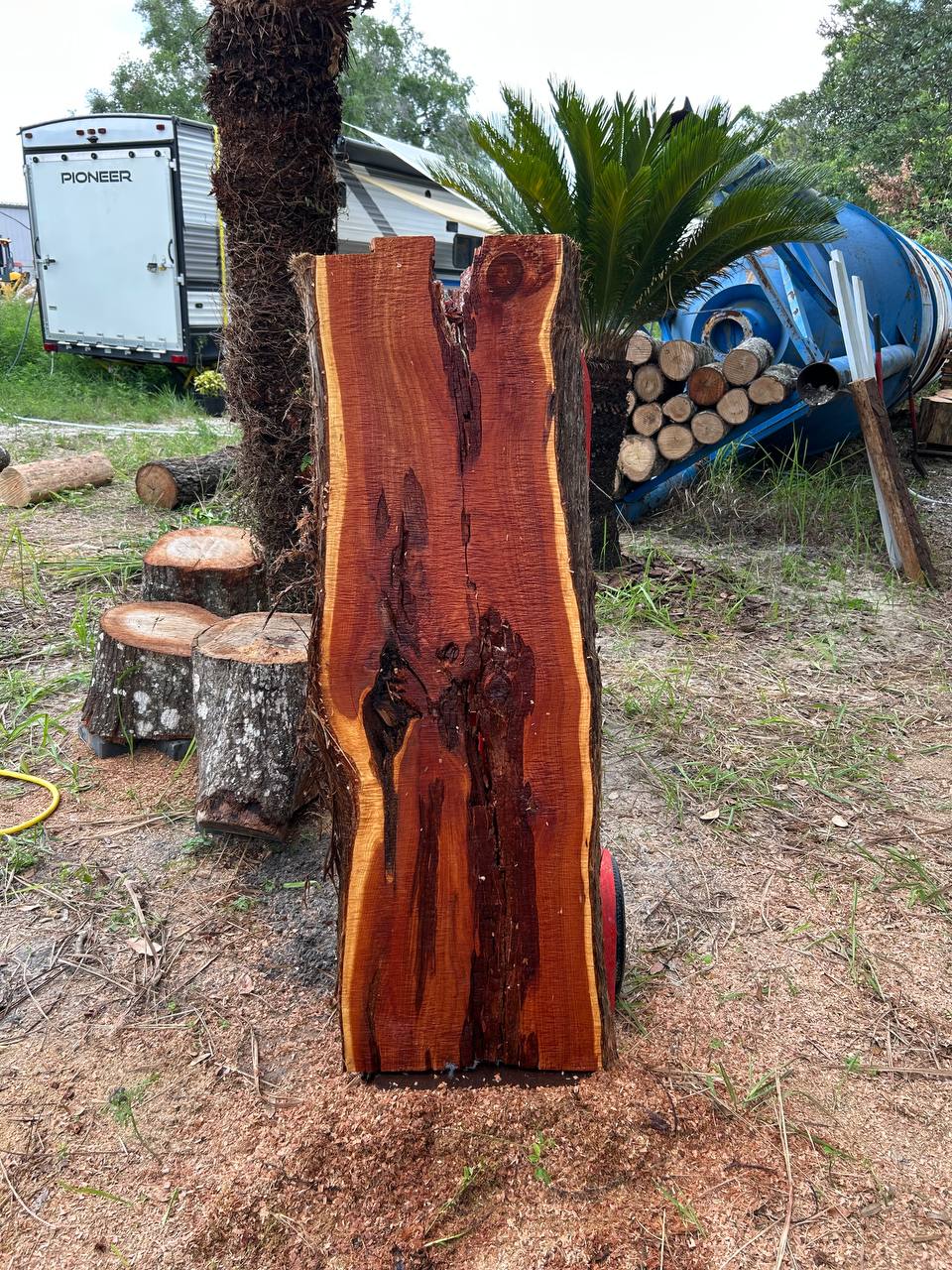 Cedar Live Edge Slabs - Image 3