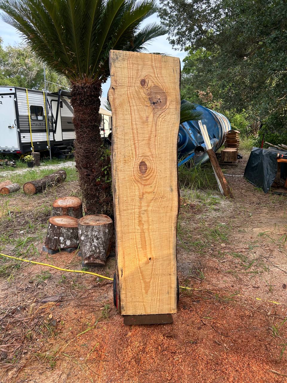 Pine Live Edge Slabs - Image 2
