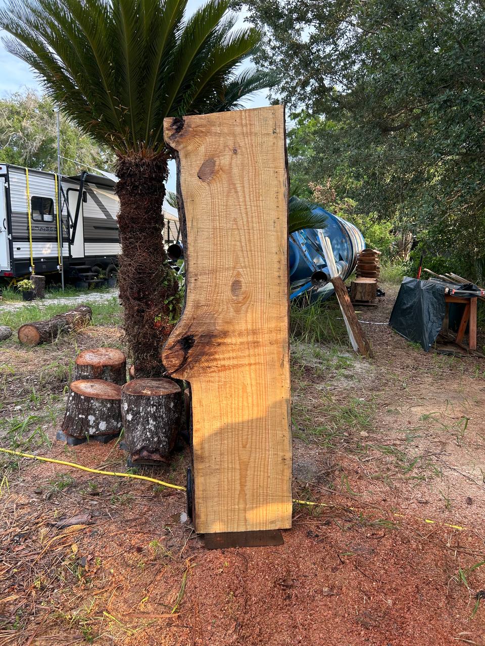 Pine Live Edge Slabs - Image 4