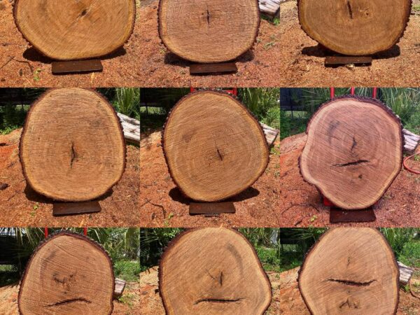 Live Oak Round Coffee Table Slab