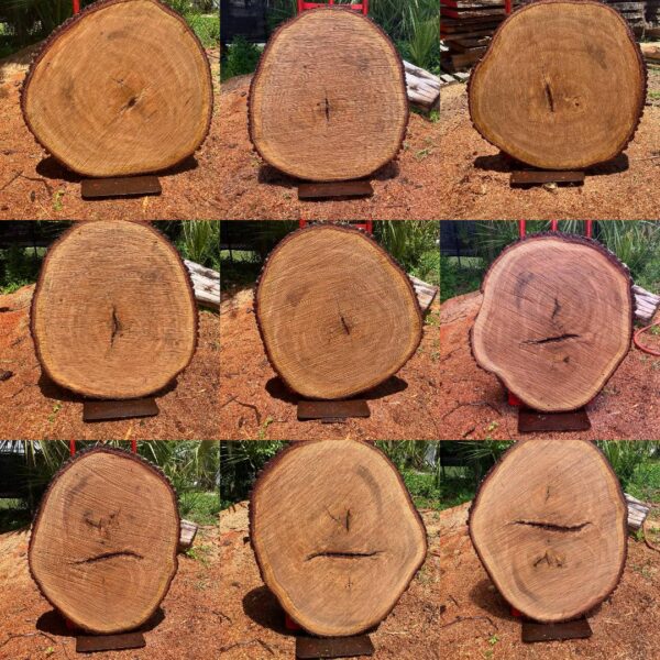 Live Oak Round Coffee Table Slab