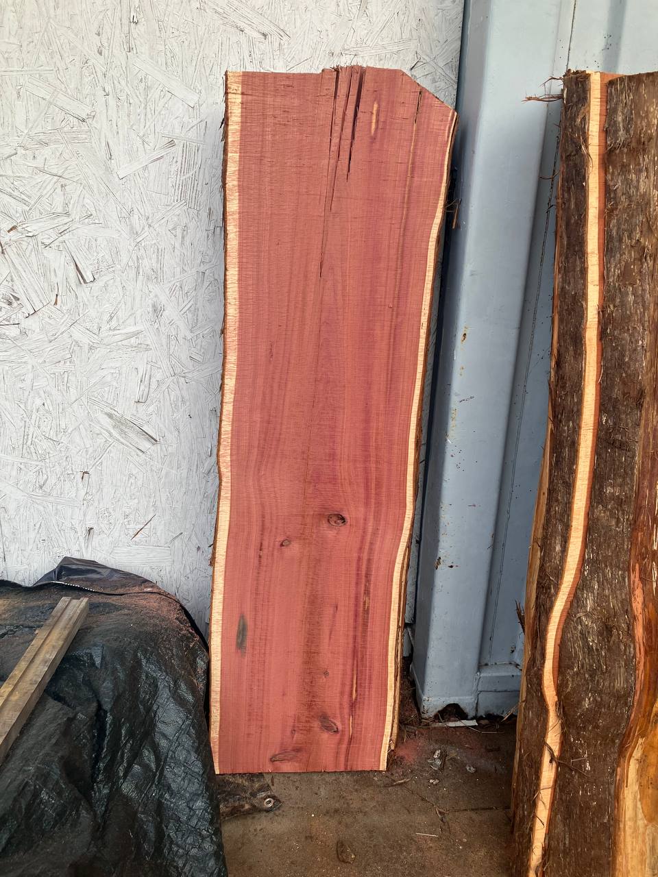 Cedar Live Edge Slabs #3 - Image 4