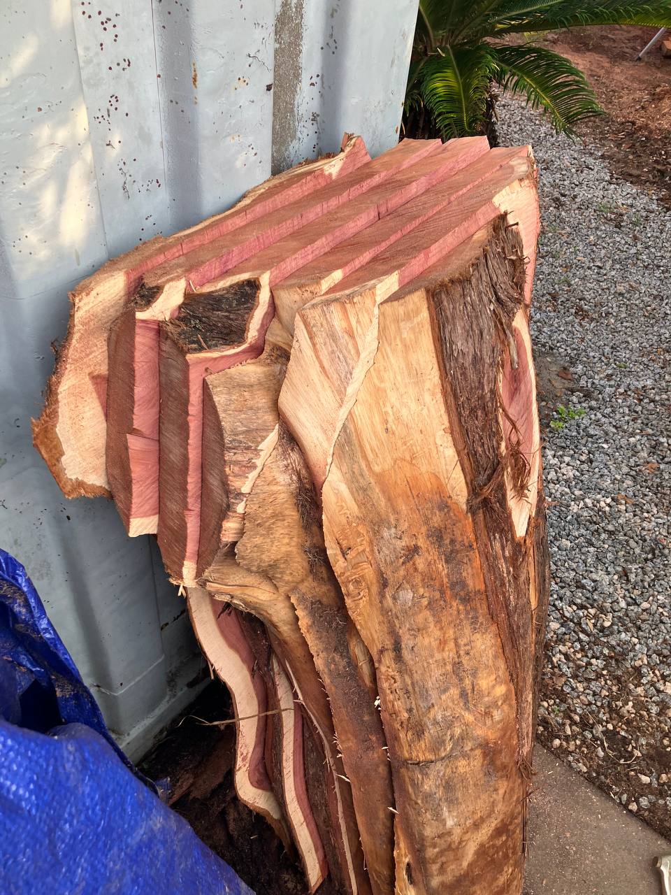 Cedar Live Edge Slabs #4
