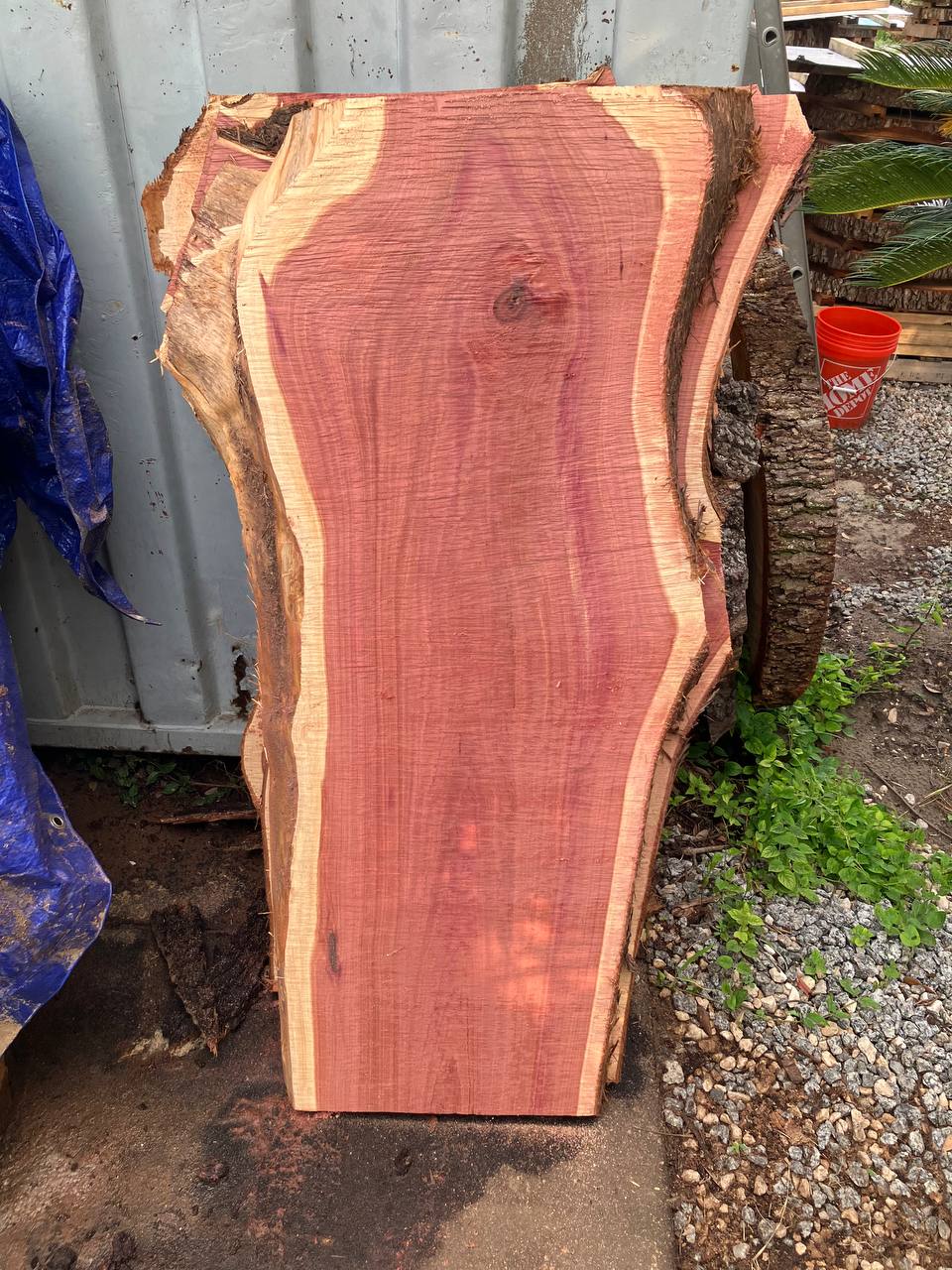 Cedar Live Edge Slabs #4 - Image 5
