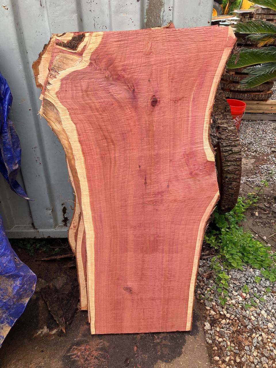 Cedar Live Edge Slabs #4 - Image 8