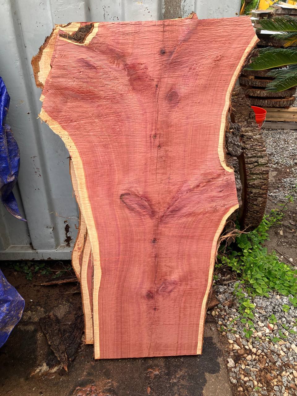 Cedar Live Edge Slabs #4 - Image 9