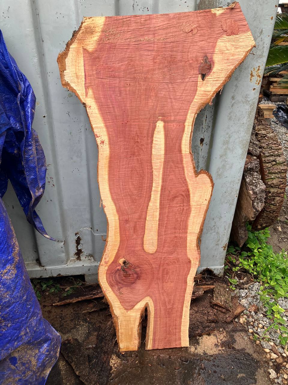 Cedar Live Edge Slabs #4 - Image 2